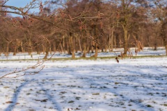 04-Coendersbos-14-02-21