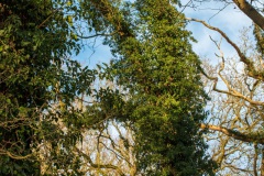 06-Coendersbos-14-02-21