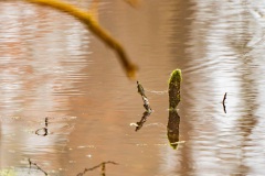 08-Coendersbos-28-02-21