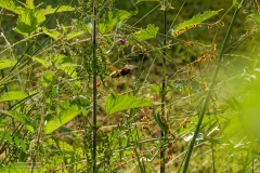 01-Coendersbos-27-06-21
