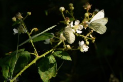 01-Leekstermeer-20-07-21