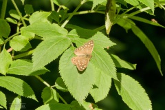 02-Coendersbos-27-06-21