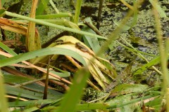 03-Lettelberterpetten-23-07-21