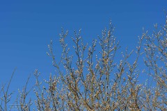 05-Leekstermeer-14-03-21