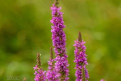 05-Lettelberterpetten-23-07-21
