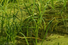 08-Coendersbos-27-06-21