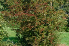 08-Marum-eo-22-09-21
