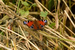 10-Lettelberterpetten-23-07-21