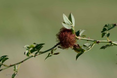 10-Marum-eo-22-09-21