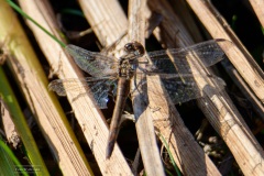 11-Marum-eo-22-09-21