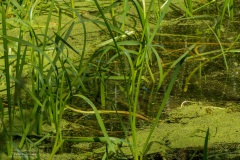13-Coendersbos-27-06-21
