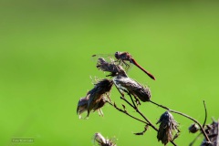 Bruinrode Heidelibel