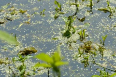 16-Coendersbos-27-06-21