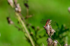 Bruinrode Heidelibel