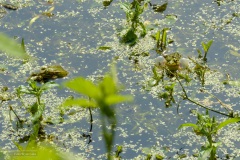17-Coendersbos-27-06-21