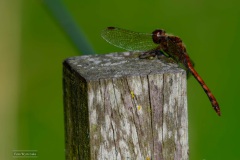 Bruinrode Heidelibel