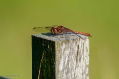 Bruinrode Heidelibel