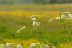 214-Leekstermeer-