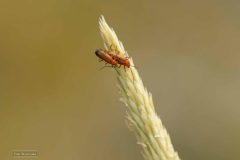 kleine rode weekschildkever