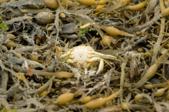 krab