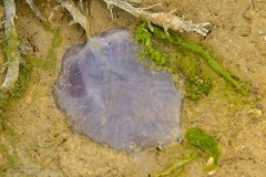 28-Terschelling-07-2020