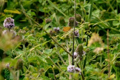38-Leekstermeer-20-07-21