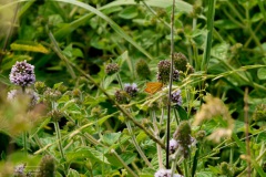 39-Leekstermeer-20-07-21