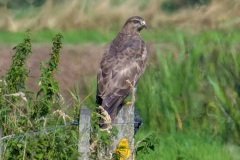 buizerd