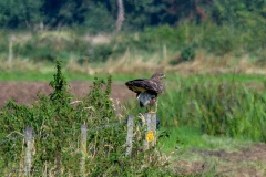 buizerd