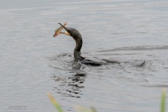 Aalscholver met vis