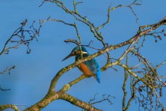 IJsvogel