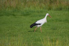 ooievaar