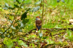 appelvink