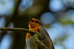 roodborst