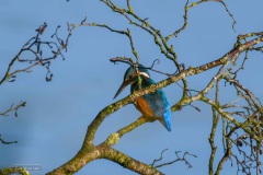 ijsvogel
