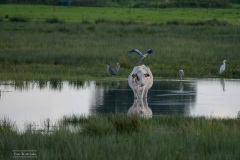 blauwe & zilver reigers