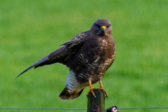 Buizerd