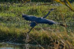 Blauwe reiger