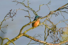 ijsvogel