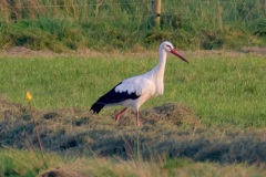 Ooievaar