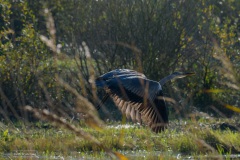 Blauwe reiger