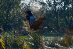 Blauwe reiger