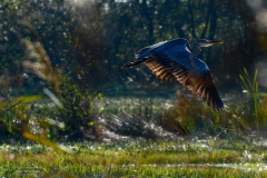 Blauwe reiger