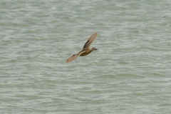 12-Terschelling-07-2020
