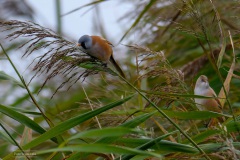 Baardmannetjes
