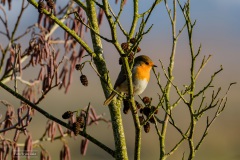 15-Lettelberterpetten-100122