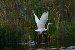zilverreiger