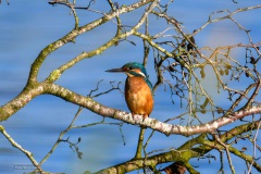 IJsvogel