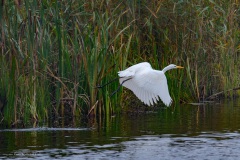 zilverreiger