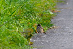 Blauwborst